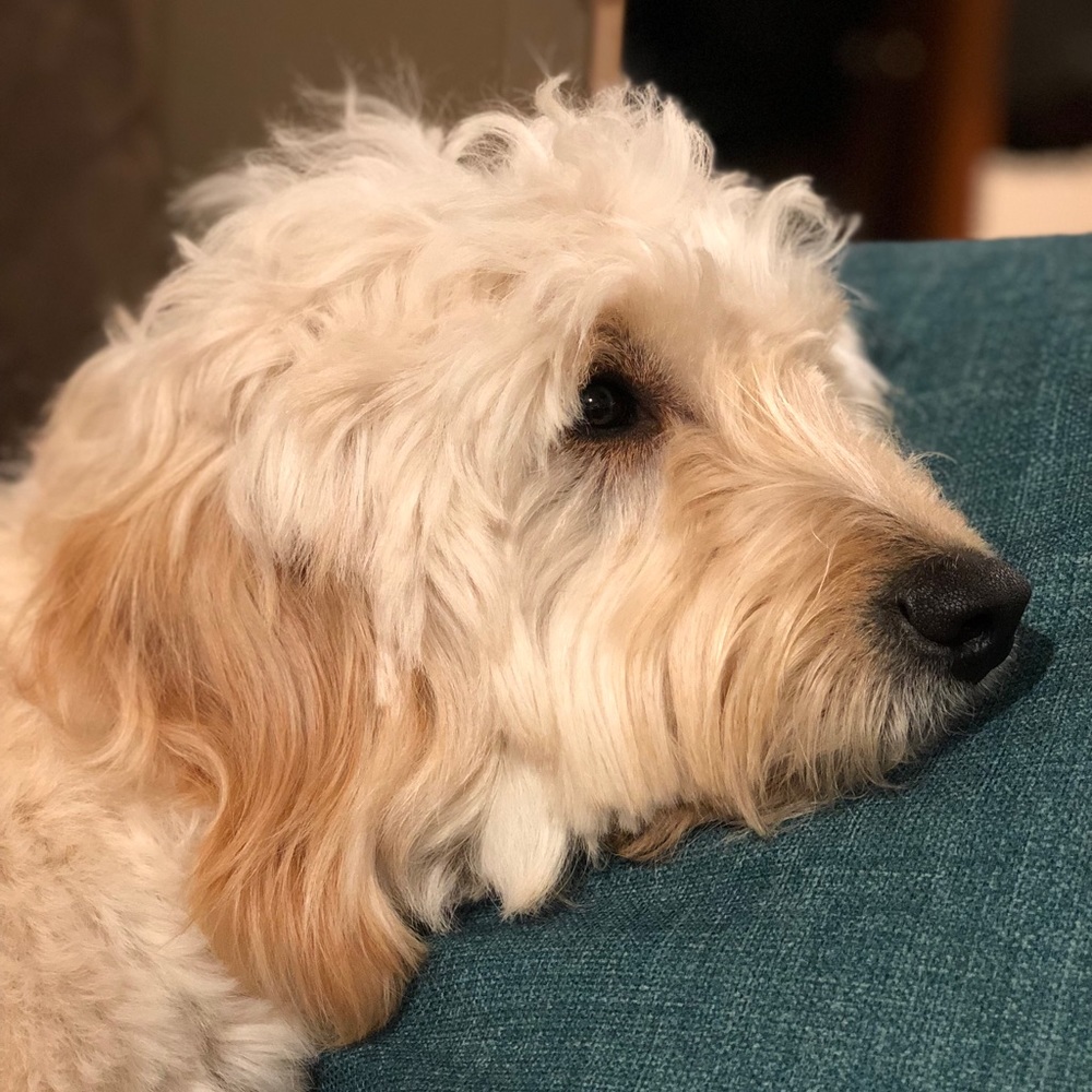 Meet your Posher, Jacob